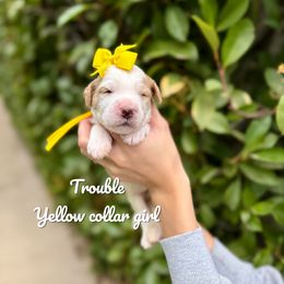 Trouble - Parti female Goldendoodle puppy in Orangevale, California from Ugly Dad Doodles
