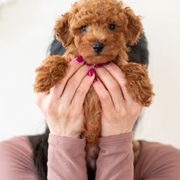 Poodles from Teddy Bear Poodles