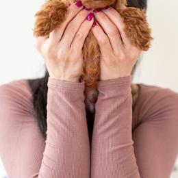 Poodles from Teddy Bear Poodles