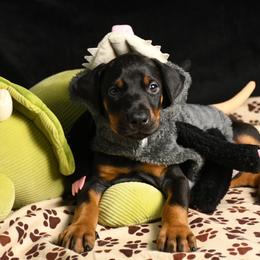 Echo - Black and rust female Doberman Pinscher puppy in Overton, Texas from Obsidian Kennel