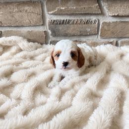 Muff - Blenheim male Cavapoo puppy in Malad, Idaho from Sunny Hill Puppies