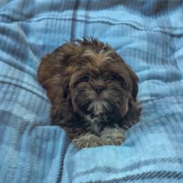 Charlotte - Liver and white female Shih Tzu puppy in Troy, Ohio from Ever After Tails
