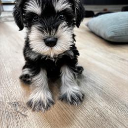 Black Collar - Black and silver male Miniature Schnauzer puppy in Houston, Texas from Silver Paw Ranch