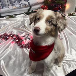 Purple - Red merle female Miniature American Shepherd puppy in Statesboro, Georgia from Azure Miniature American Shepherds