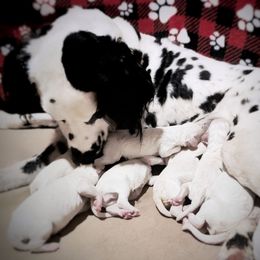 Dalmatian puppies from 10 Spot Dalmatians