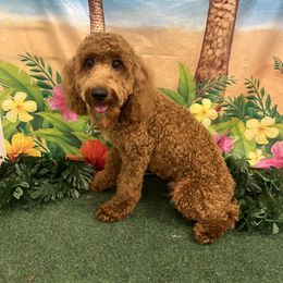 Viking - Red  Poodle puppy in Greensoboro, North Carolina from Jeter's Pick of the Litter