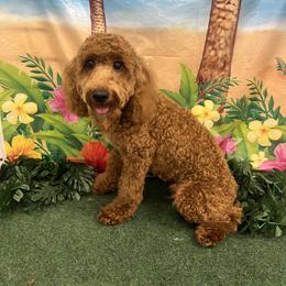 Viking - Red  Poodle puppy in Greensoboro, North Carolina from Jeter's Pick of the Litter