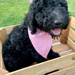 Goldendoodle and Poodle Puppies from SnickerDoodlePups