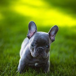 French Bulldog Puppies from K Solutions