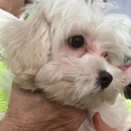 Taffie - Cream female Maltipoo puppy in Chattanooga, Tennessee from Joy-fur puppies