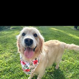 Esther - Golden Retriever