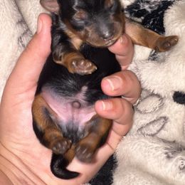 Yorkshire Terrier Puppies from The Doggy Empire