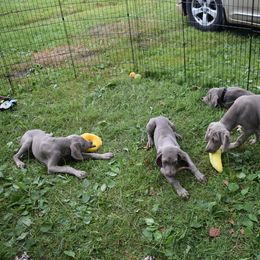 Weimaraner Puppies from Always Faithful Weimaraners