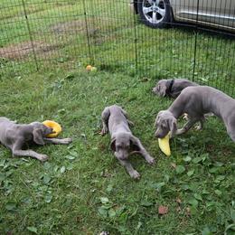 Weimaraner Puppies from Always Faithful Weimaraners