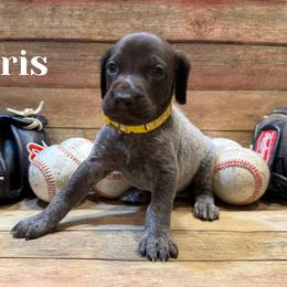 German Shorthaired Pointer Puppies from Upland Points Gun Dogs
