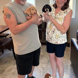 AKC 'Wild Bill Hickok' - Black and cream male Dachshund puppy in Joshua Tree, California from Desert Dreams Ranch