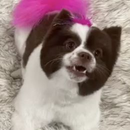 Pomeranians from Lilikoi Poms