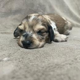 Peanut - Dapple male Dachshund puppy in West Plains, Missouri from Kountry Road Aussies and Doxies