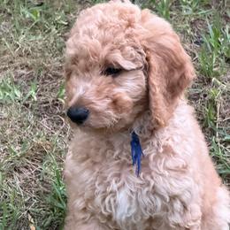 Blue Boy - Red  male Goldendoodle puppy in Cape Coral, Florida from GoldenDoodles Cape Coral