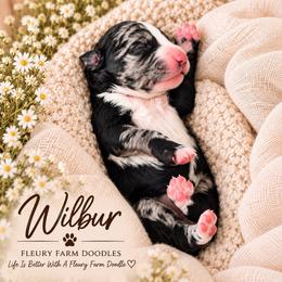 Boy 1 - Merle male Whoodle puppy in Knoxville, Tennessee from Fleury Farm Doodles TN