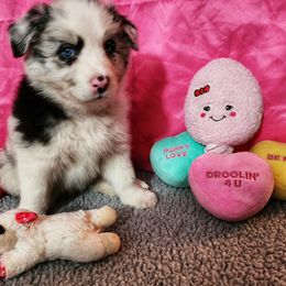 Žaltys - Blue merle Border Collie puppy in Orlando, Florida from Beyond City Lights