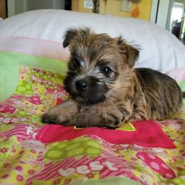Cairn Terrier Puppies from Elam Acres Cairn Terriers