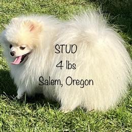 Pomeranian All Grown Up from Moore Poms