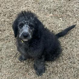 Donner - Black male Labradoodle puppy in Monticello, Georgia from Daylin’s Doodles & Labradors