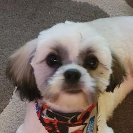 Rick James - Shih Tzu