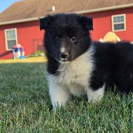 Teddy - Black and white male Shetland Sheepdog puppy in Luray, Missouri from Krayola Shelties