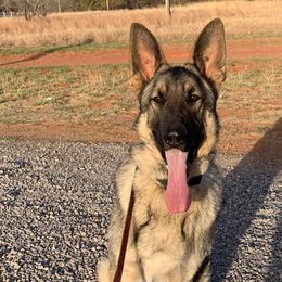 German Shepherds from Red Dirt Kennels