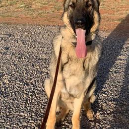 German Shepherds from Red Dirt Kennels