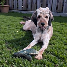 Penelope - Cockapoo