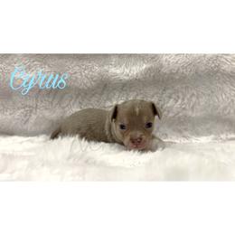 Cyrus (blue tri-color) - Blue and white male Chihuahua puppy in Patchogue, New York from Cloudshadow Kennels