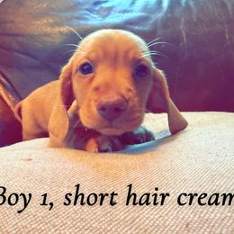 Dachshund Puppies from Hutch hounds