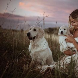 Golden Retrievers from Vera Mountain Goldens