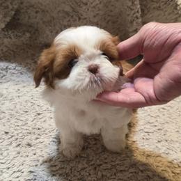 Chloe - Liver and white female Shih Tzu puppy in Parma, Idaho from SuLynnes Shih Tzus