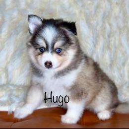 Hugo - Black and white male Pomsky puppy in Michigan from Blue Water Pomskies
