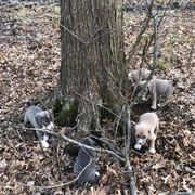 Mountain Cur Puppies from Walnut Ridge Mountain Curs