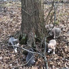 Mountain Cur Puppies from Walnut Ridge Mountain Curs