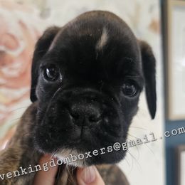 Rainbow - Boxer puppy from Seven Kingdom Boxers