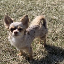 Quinn - Chihuahua
