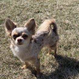 Quinn - Chihuahua