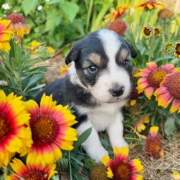 Eden - Black tri-color female Australian Shepherd puppy in Wauneta, Nebraska from 4H Aussies
