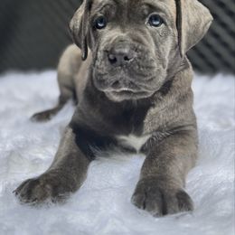 Green - Gray brindle female Cane Corso puppy in Pollock Pines, California from Capitol City Cane Corso