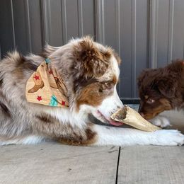 Australian Shepherds from Rushing Ranch Australian Shepherds