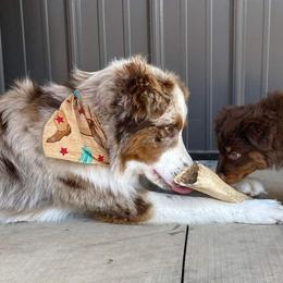 Australian Shepherds from Rushing Ranch Australian Shepherds