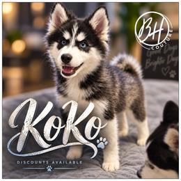 Boy 2 (KO-KUO aka Ko.Ko) - Black and white male Pomsky puppy in Norfolk, Virginia from 'Brick'House Couture Pomskies