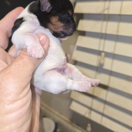 Budda - Parti male Yorkshire Terrier puppy in Yucca Valley, California from Deborah Punjak's Yorkshire Terriers