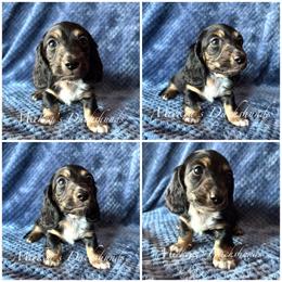 Scar - Black and cream male Dachshund puppy in Orem, Utah from Miekca’s Dachshunds